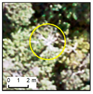 Remotesensing 12 00926 i010