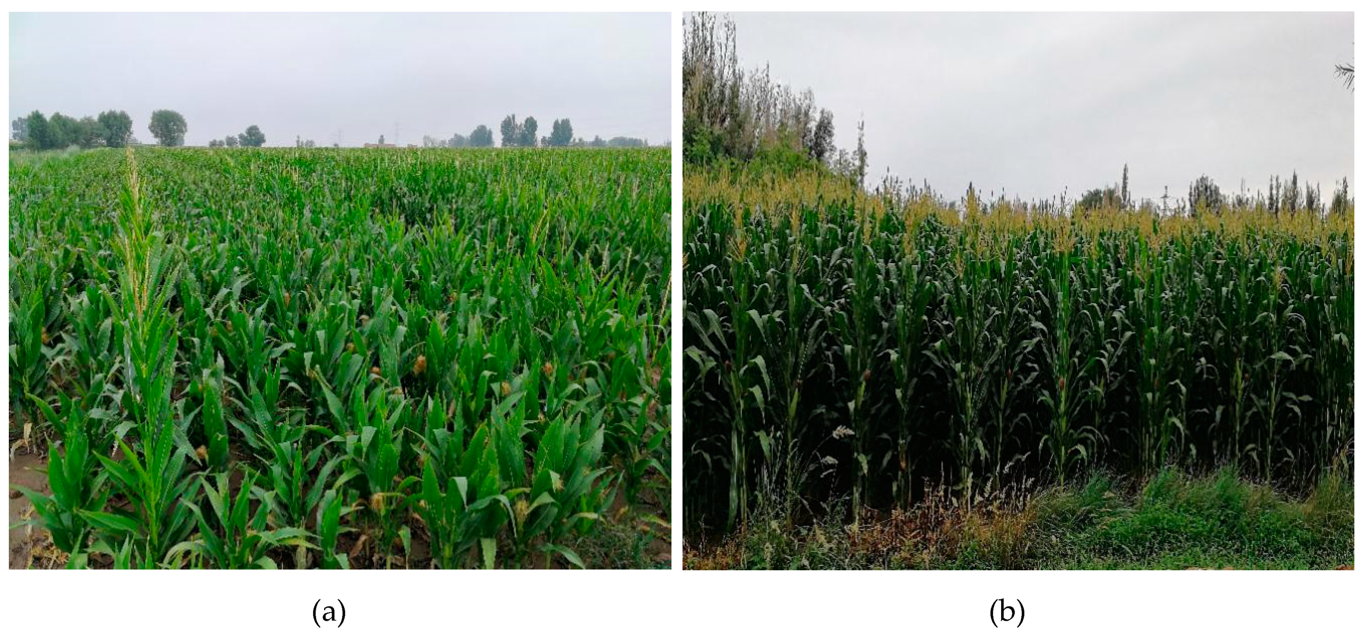 Remotesensing 12 02140 g005