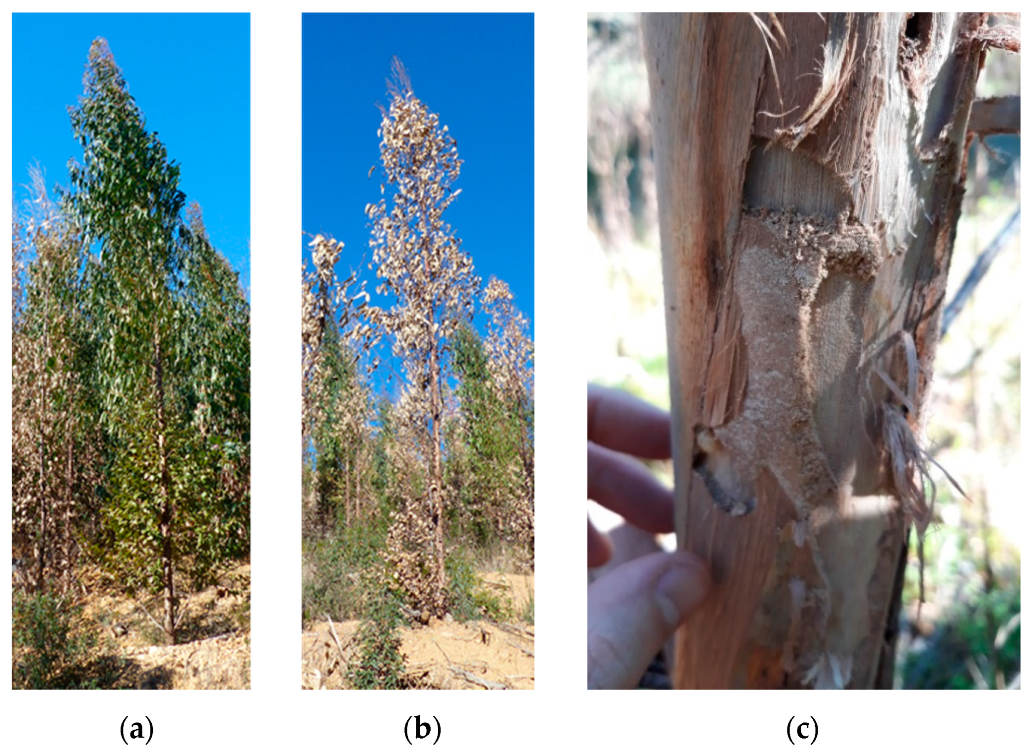 Remotesensing 12 03153 g004