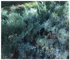 Remotesensing 12 03393 i011 Remotesensing 12 03393 i011