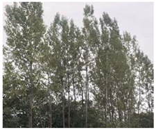 Remotesensing 12 03393 i012 Remotesensing 12 03393 i012