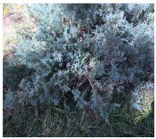 Remotesensing 12 03393 i013 Remotesensing 12 03393 i013