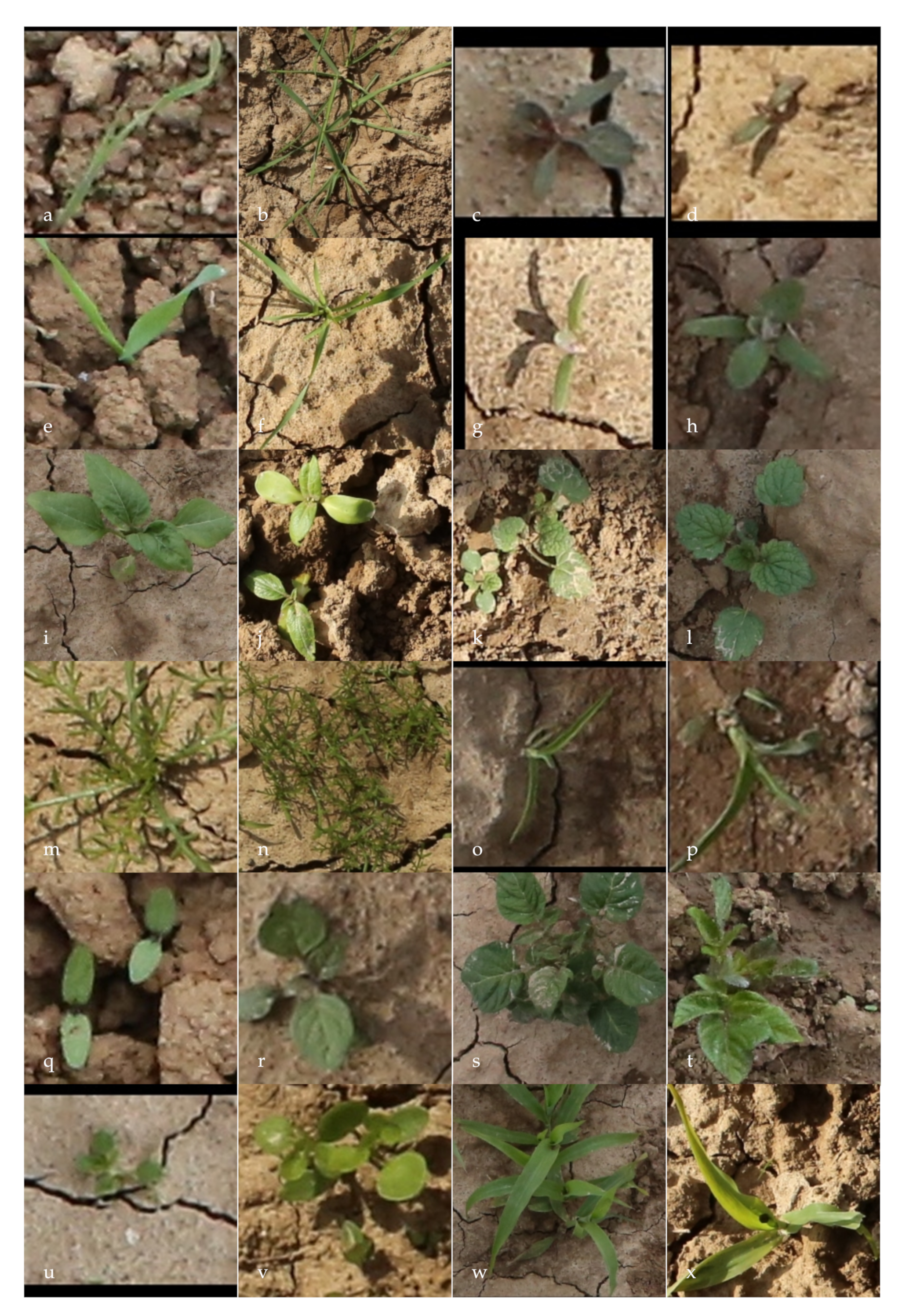 Remotesensing 12 04185 g002 Remotesensing 12 04185 g002