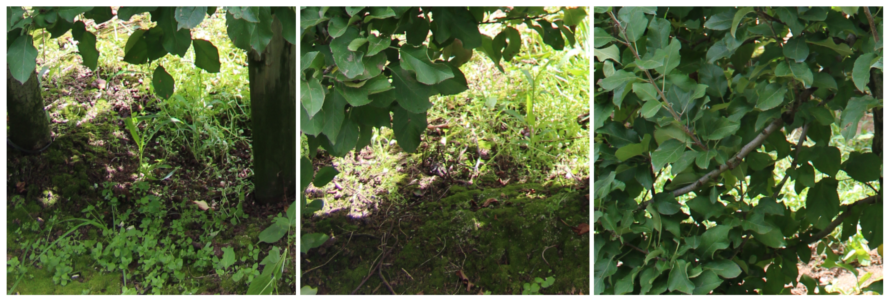 Remotesensing 13 00054 g009 Remotesensing 13 00054 g009