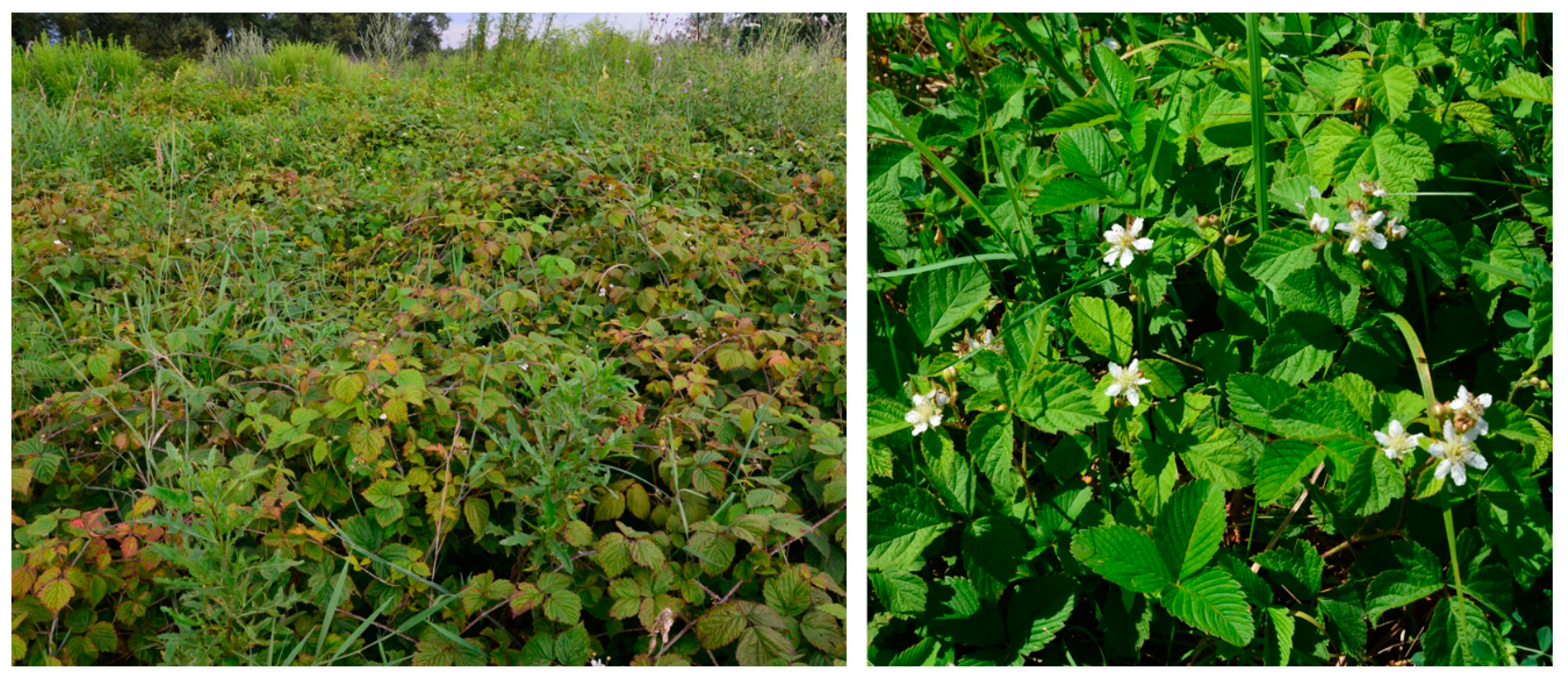 Remotesensing 13 00107 g001