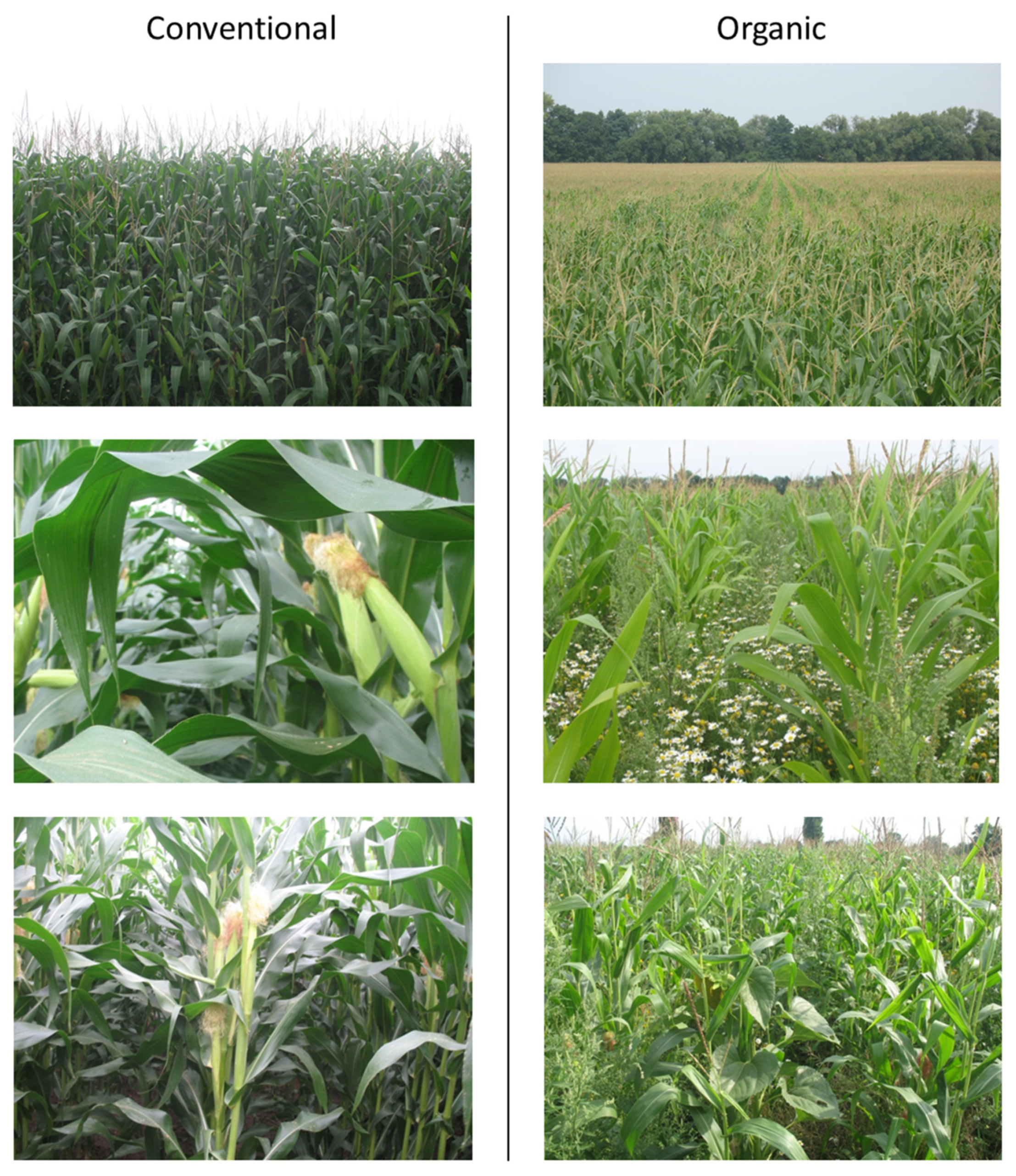 Remotesensing 13 00117 g005