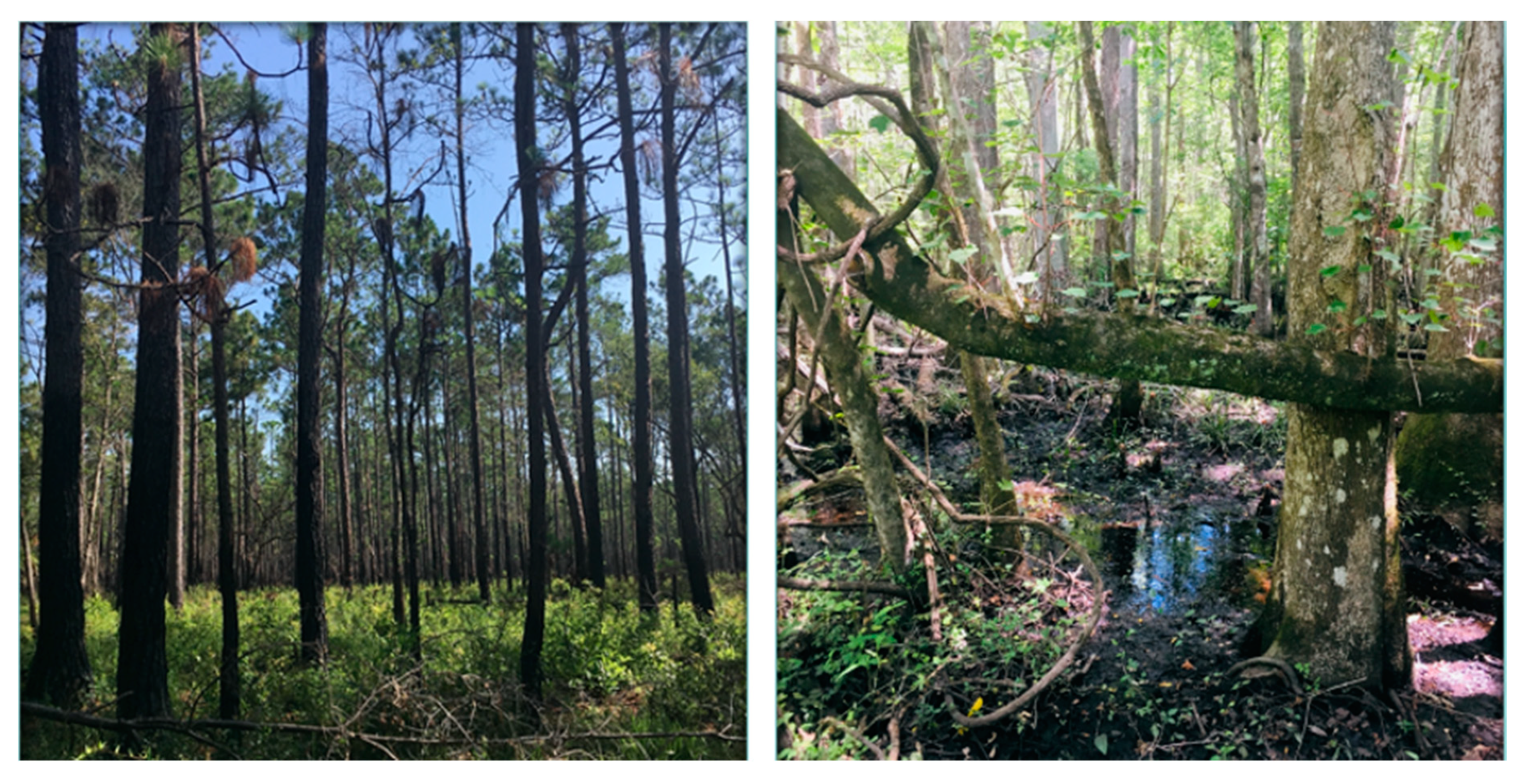 Remotesensing 13 00267 g001b