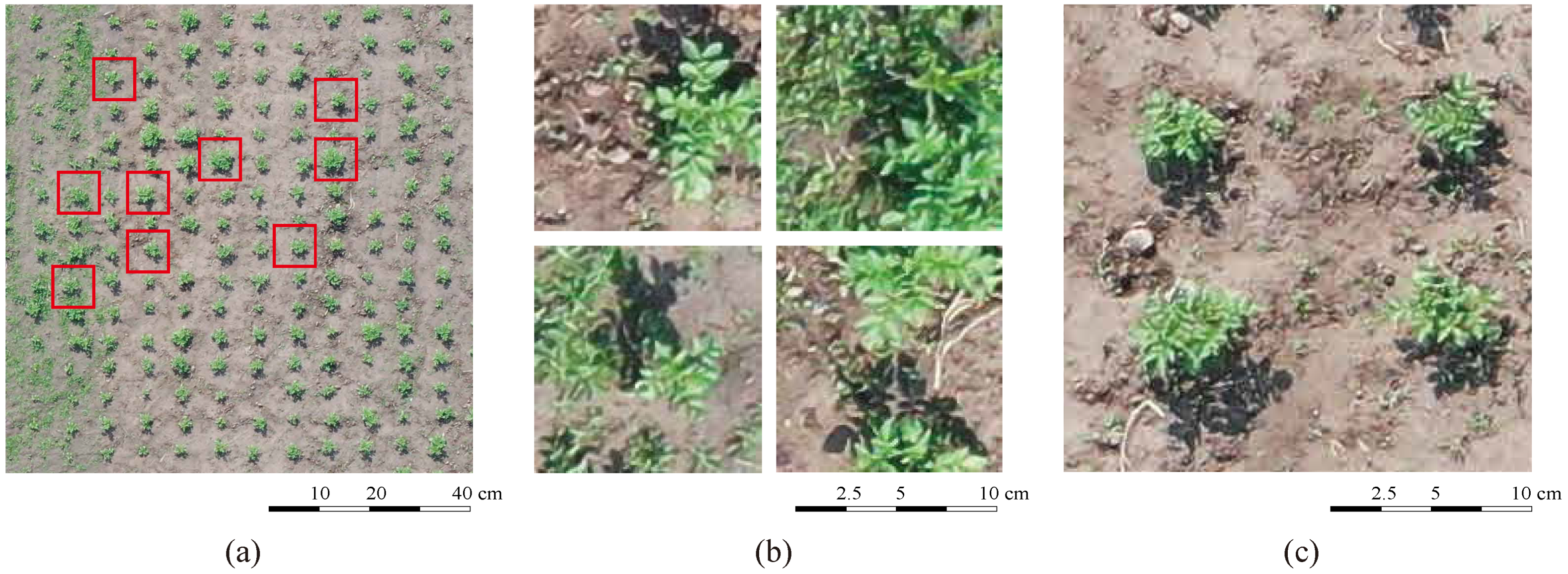 Remotesensing 13 00310 g005