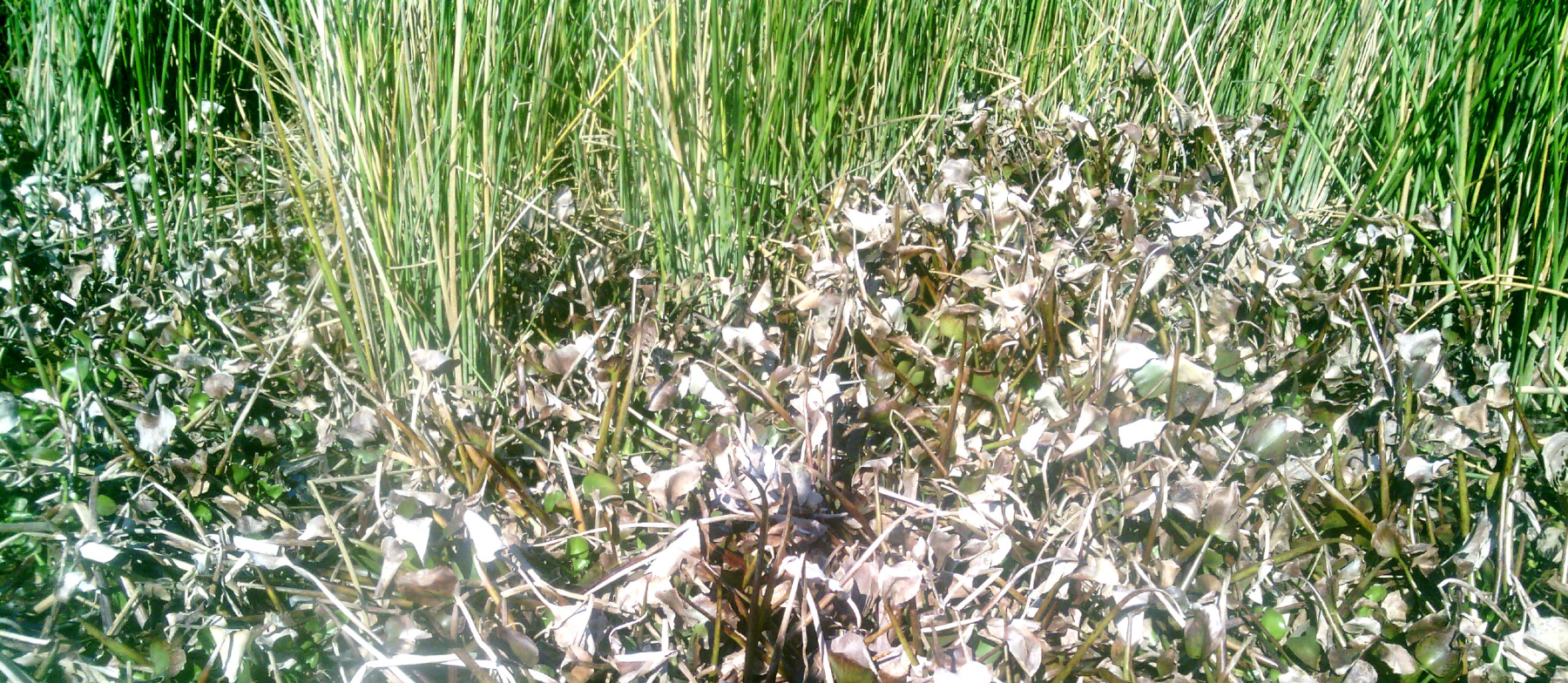 Remotesensing 13 00582 g009