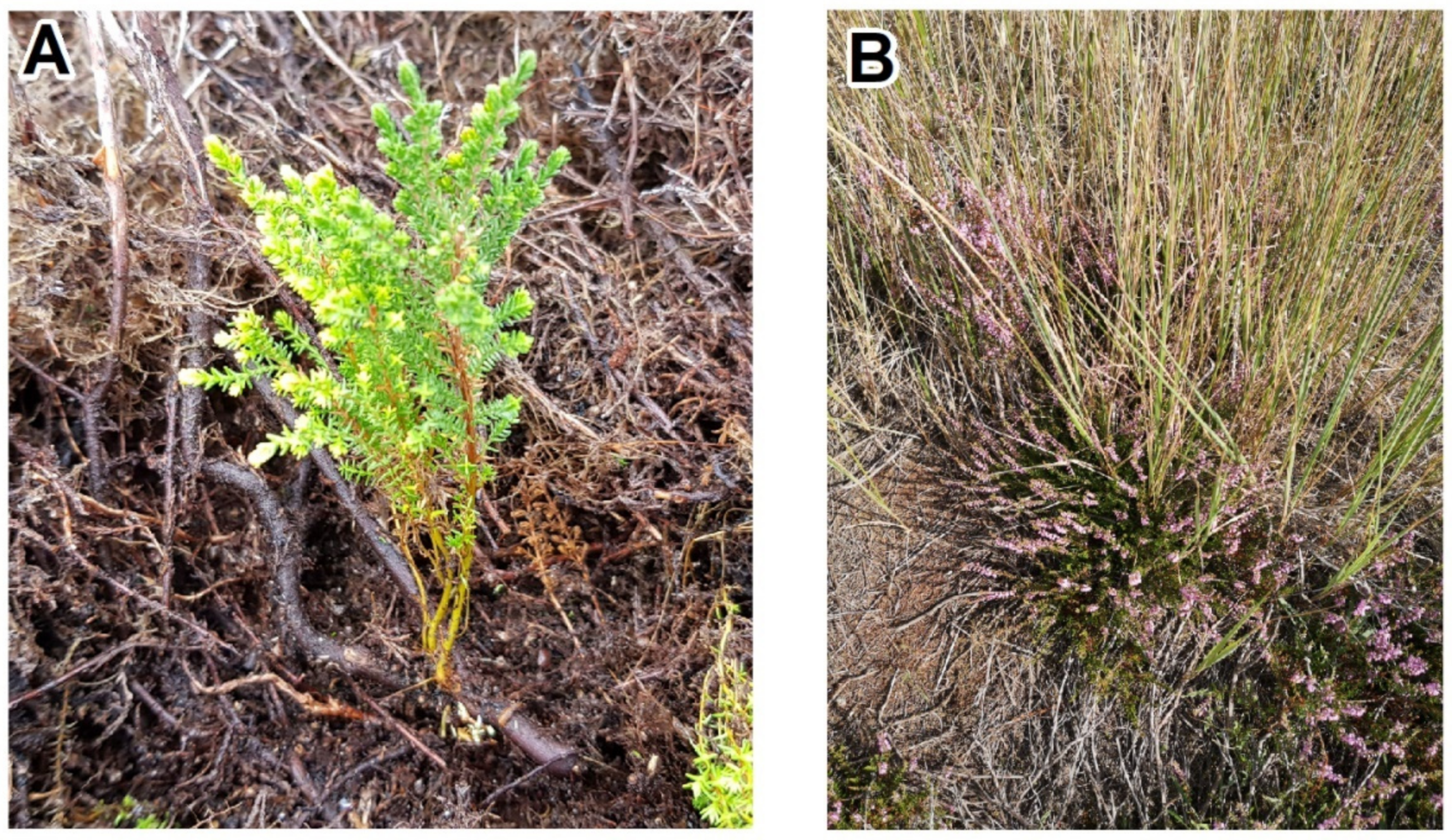 Remotesensing 13 00625 g002