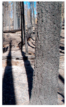 Remotesensing 13 00695 i001 Remotesensing 13 00695 i001