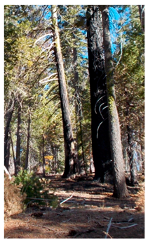 Remotesensing 13 00695 i002 Remotesensing 13 00695 i002