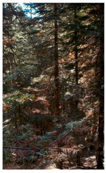 Remotesensing 13 00695 i003 Remotesensing 13 00695 i003