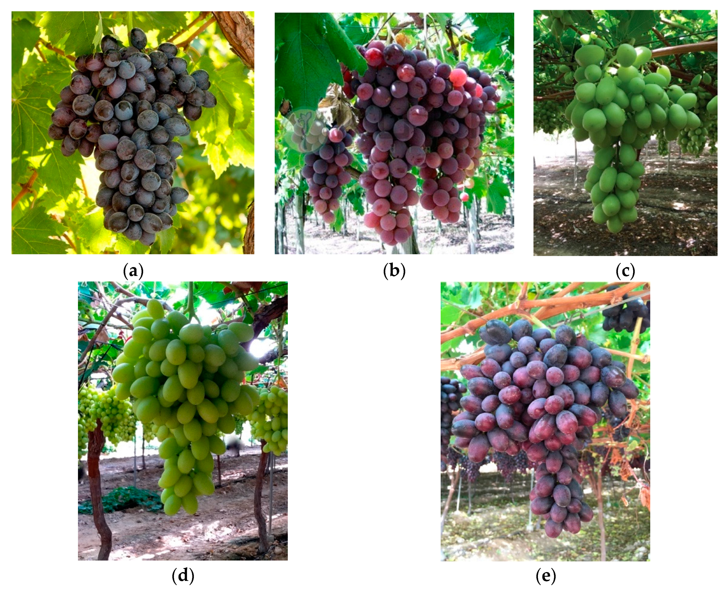 Remotesensing 13 00729 g005