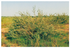 Remotesensing 13 00835 i001 Remotesensing 13 00835 i001