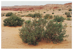 Remotesensing 13 00835 i002 Remotesensing 13 00835 i002