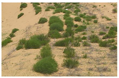 Remotesensing 13 00835 i003 Remotesensing 13 00835 i003