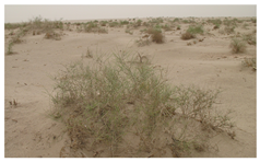 Remotesensing 13 00835 i004 Remotesensing 13 00835 i004