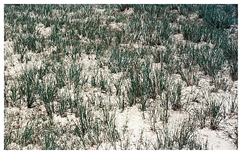 Remotesensing 13 00835 i005 Remotesensing 13 00835 i005