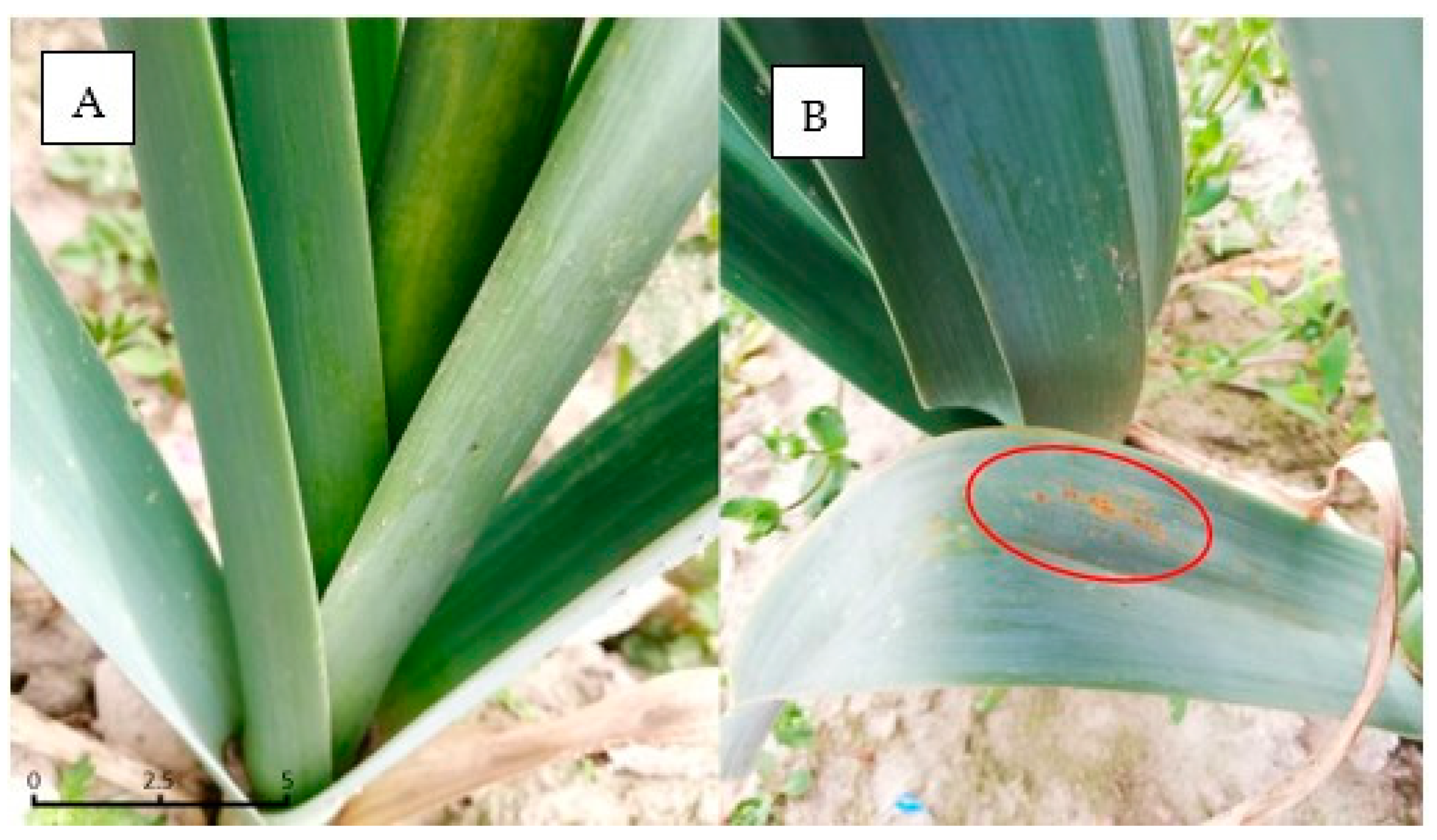 Remotesensing 13 01341 g002 Remotesensing 13 01341 g002