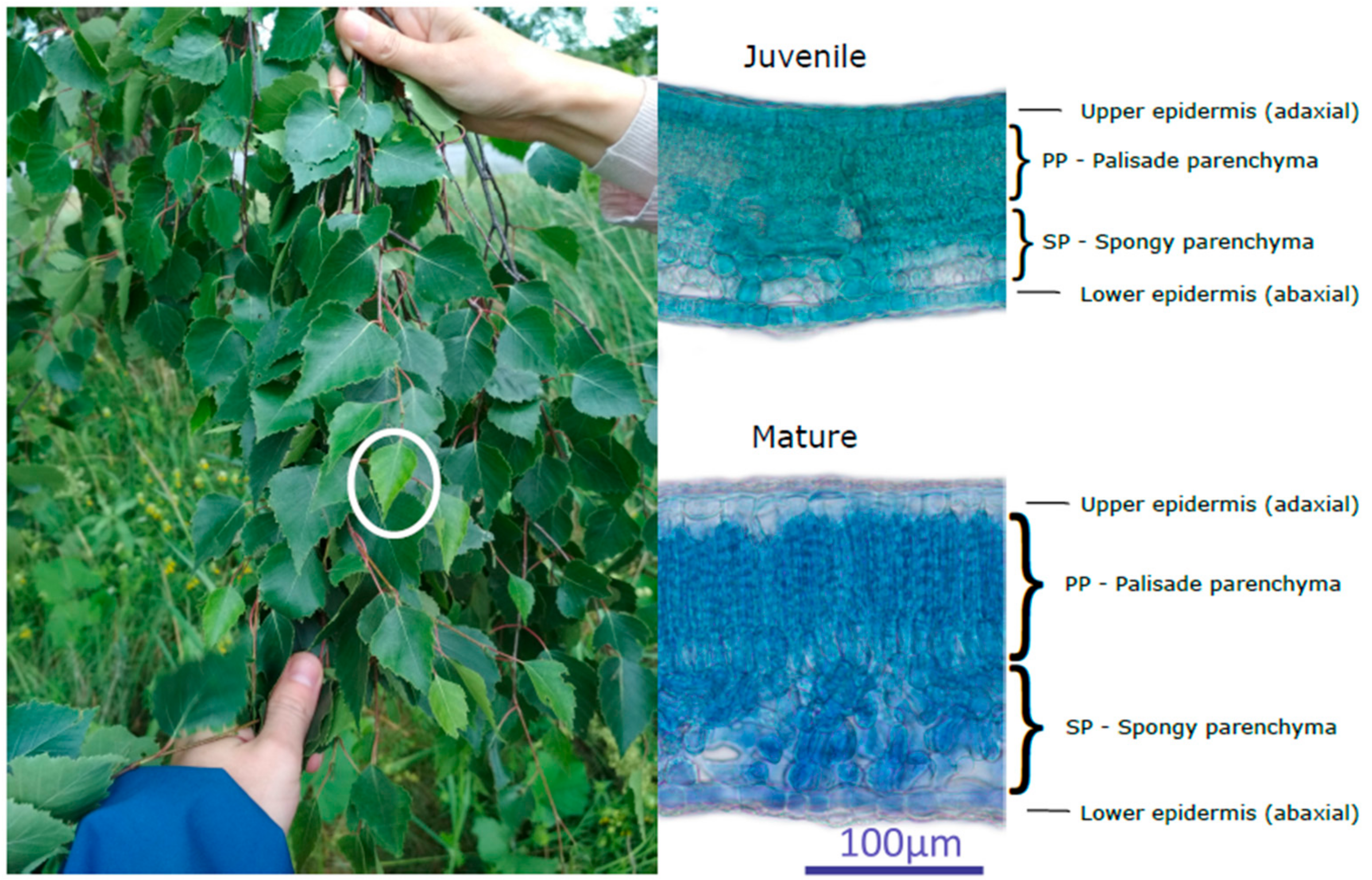 Remotesensing 13 01353 g001