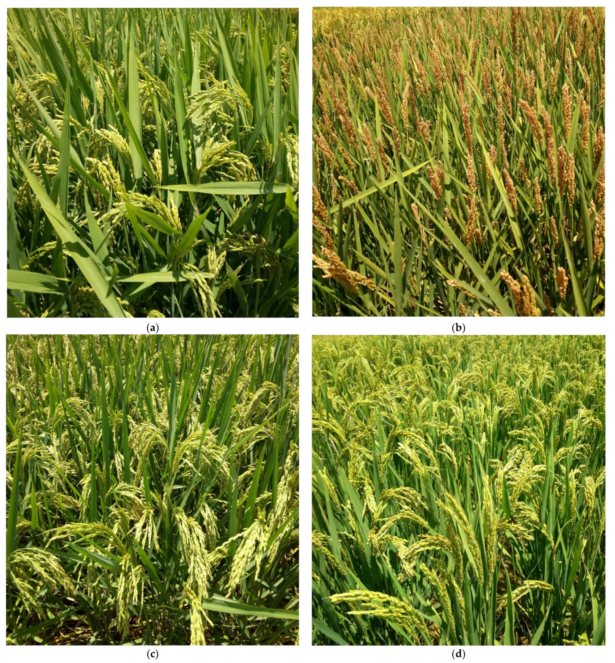 Remotesensing 13 02190 g001