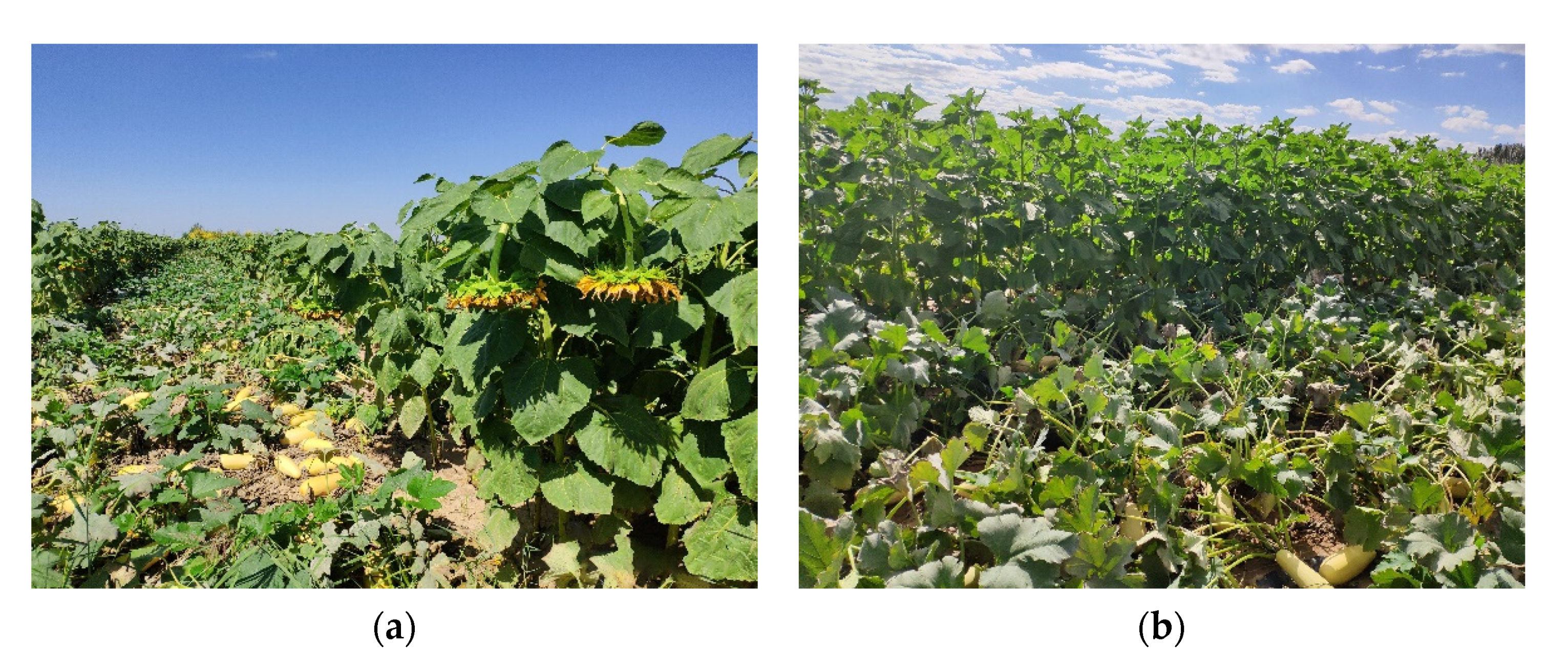 Remotesensing 13 02706 g011