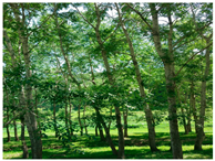 Remotesensing 13 02716 i003