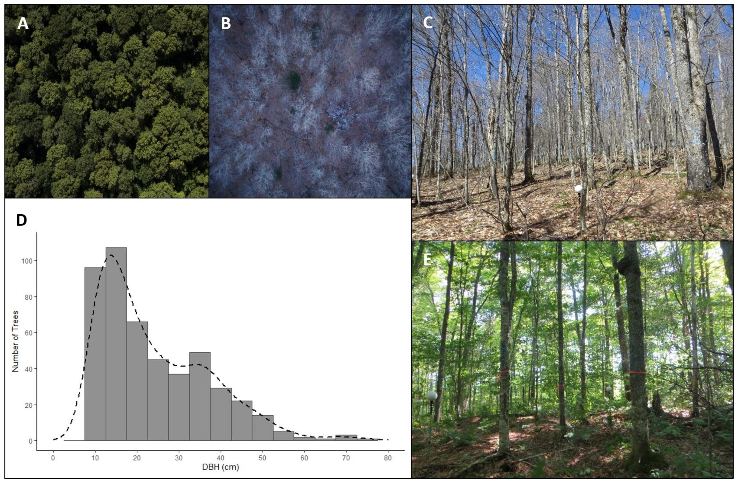 Remotesensing 13 02796 g002