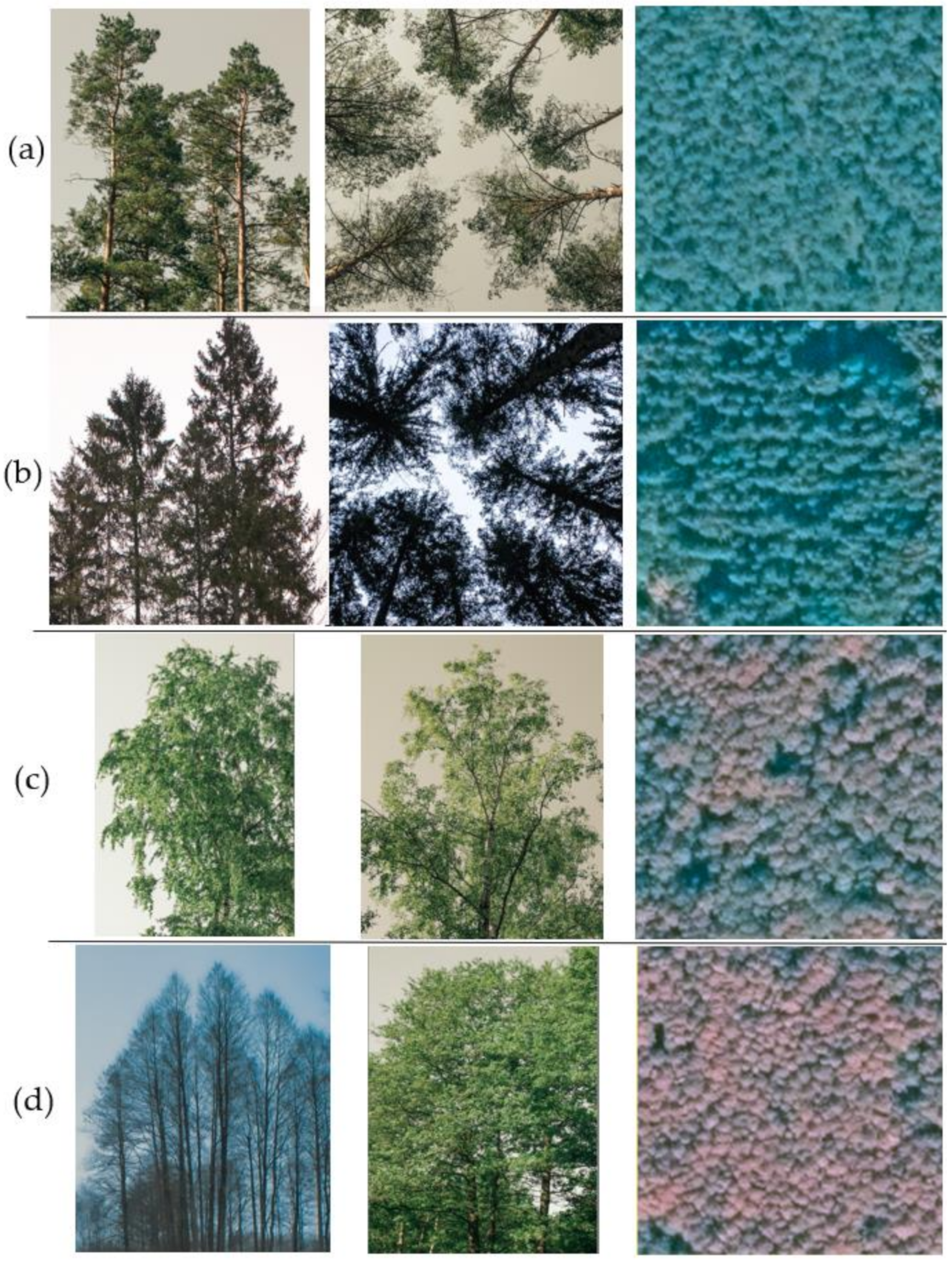 Remotesensing 13 02941 g009