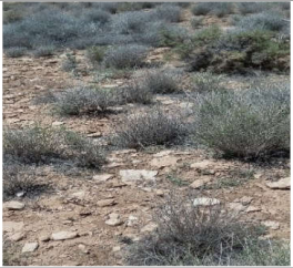 Remotesensing 13 03433 i003