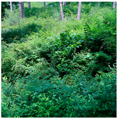 Remotesensing 13 03736 i004