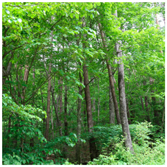 Remotesensing 13 03736 i012