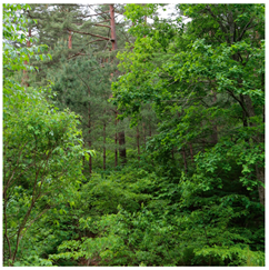 Remotesensing 13 03736 i014