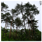 Remotesensing 13 03736 i016