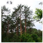 Remotesensing 13 03736 i018