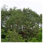 Remotesensing 13 03736 i020