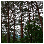 Remotesensing 13 03736 i021