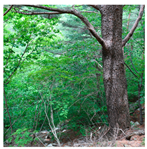 Remotesensing 13 03736 i023