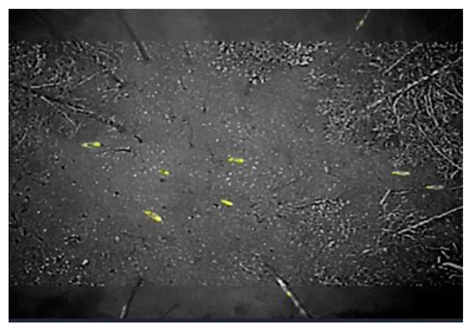 Remotesensing 13 04141 g009