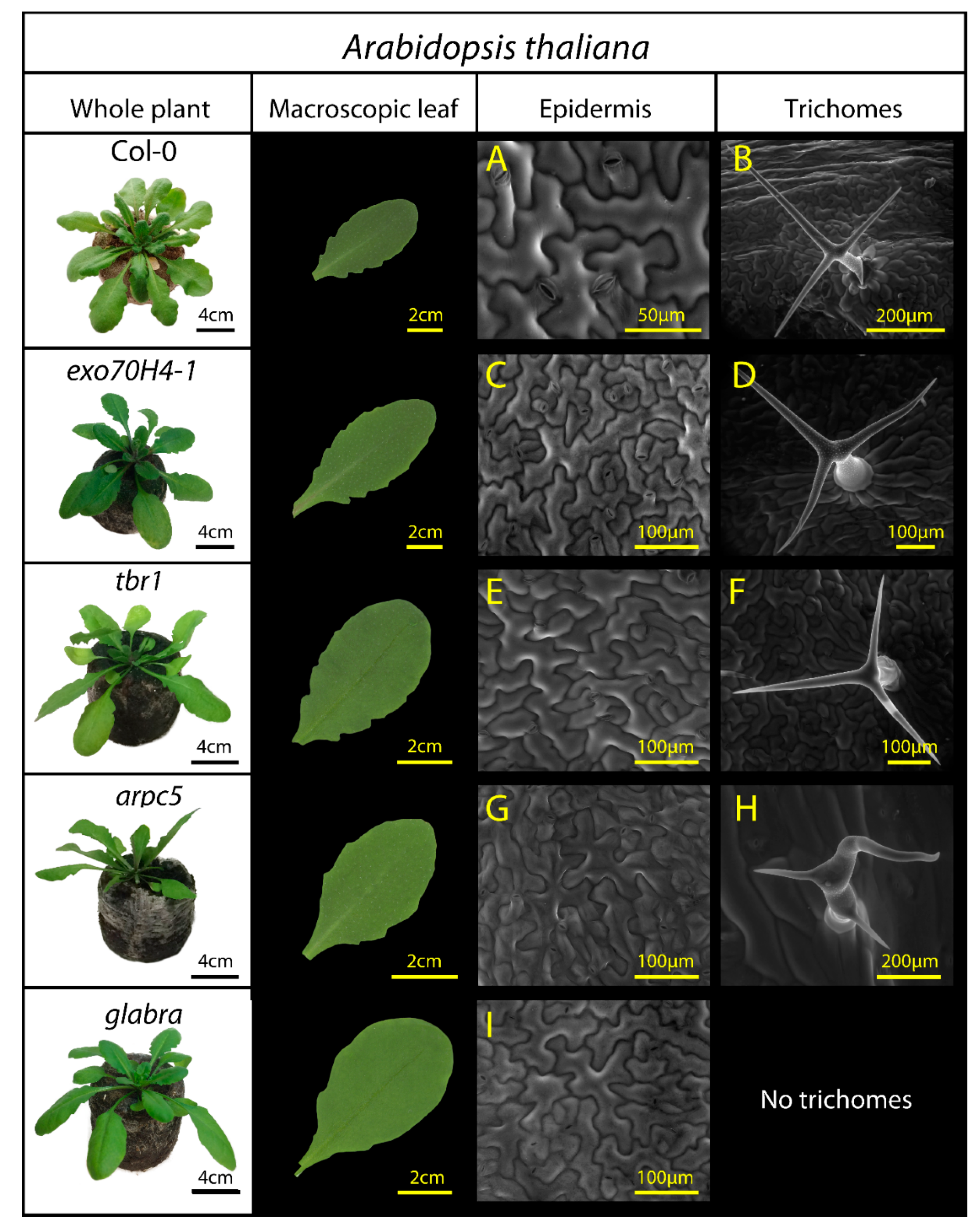 Remotesensing 13 04144 g001