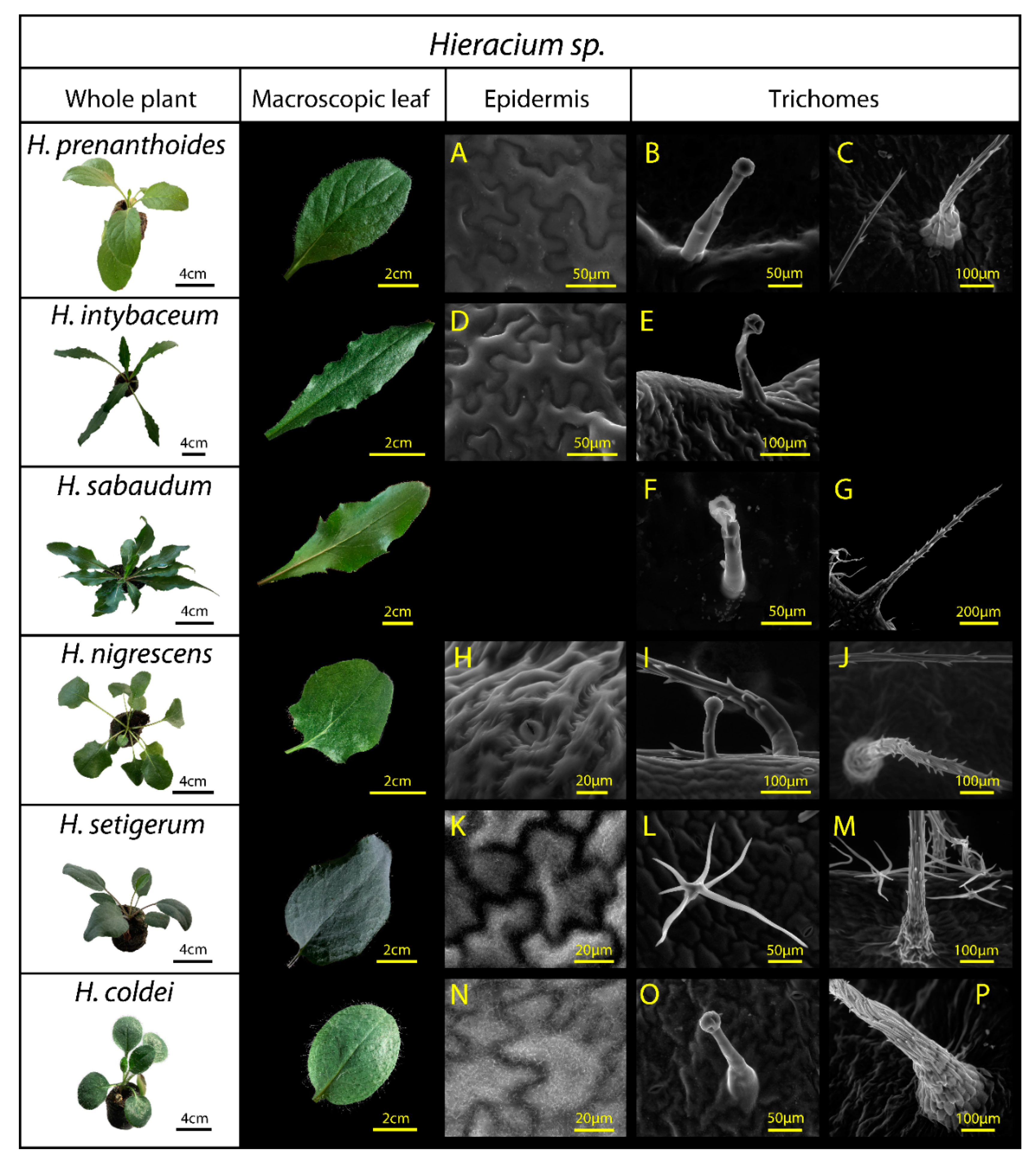 Remotesensing 13 04144 g002