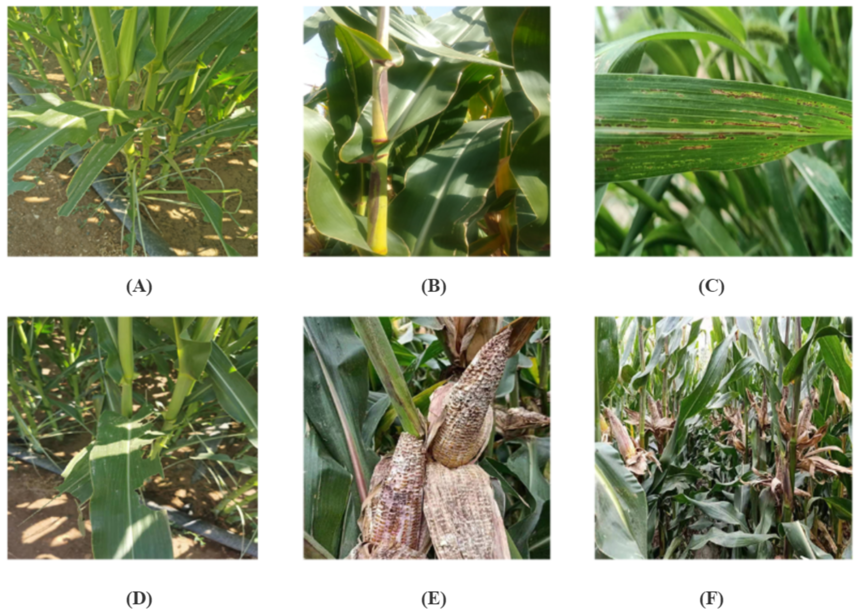 Remotesensing 13 04218 g002