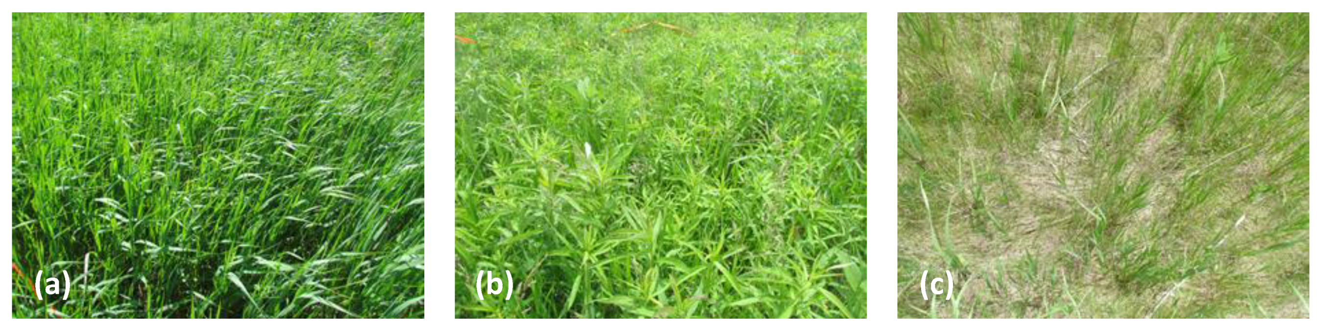 Remotesensing 13 04671 g002