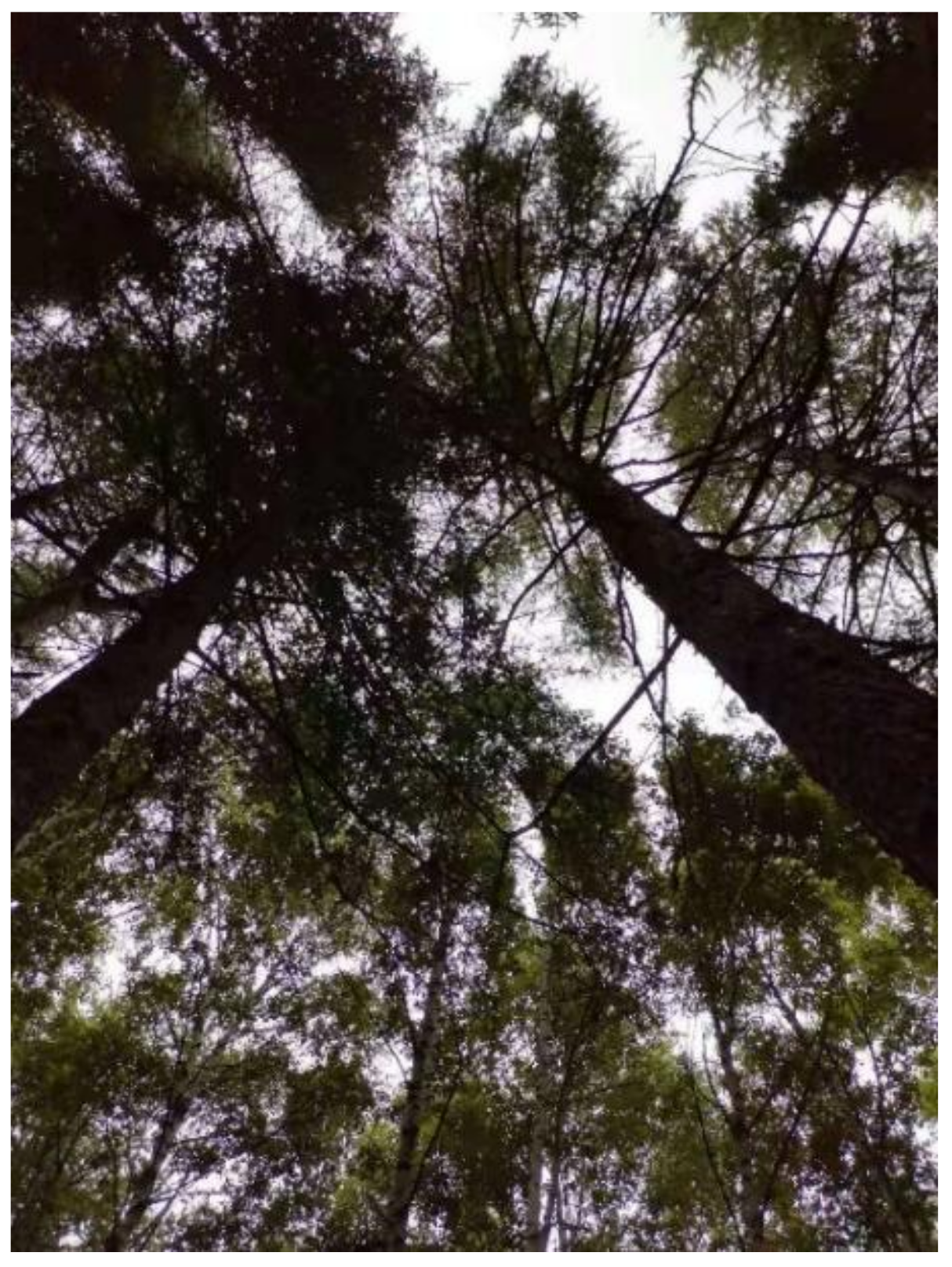 Remotesensing 13 04750 g006