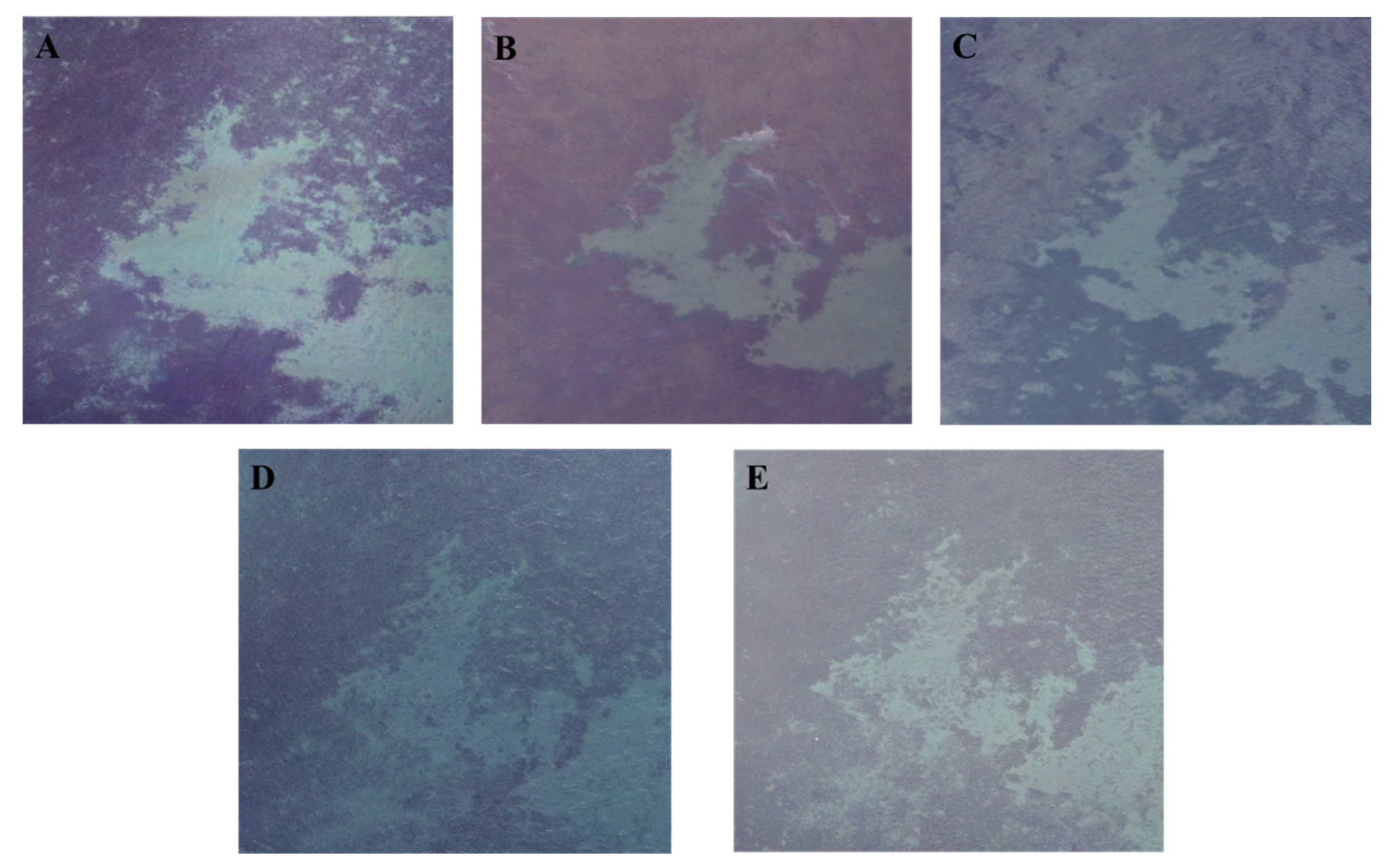 Remotesensing 13 04880 g012