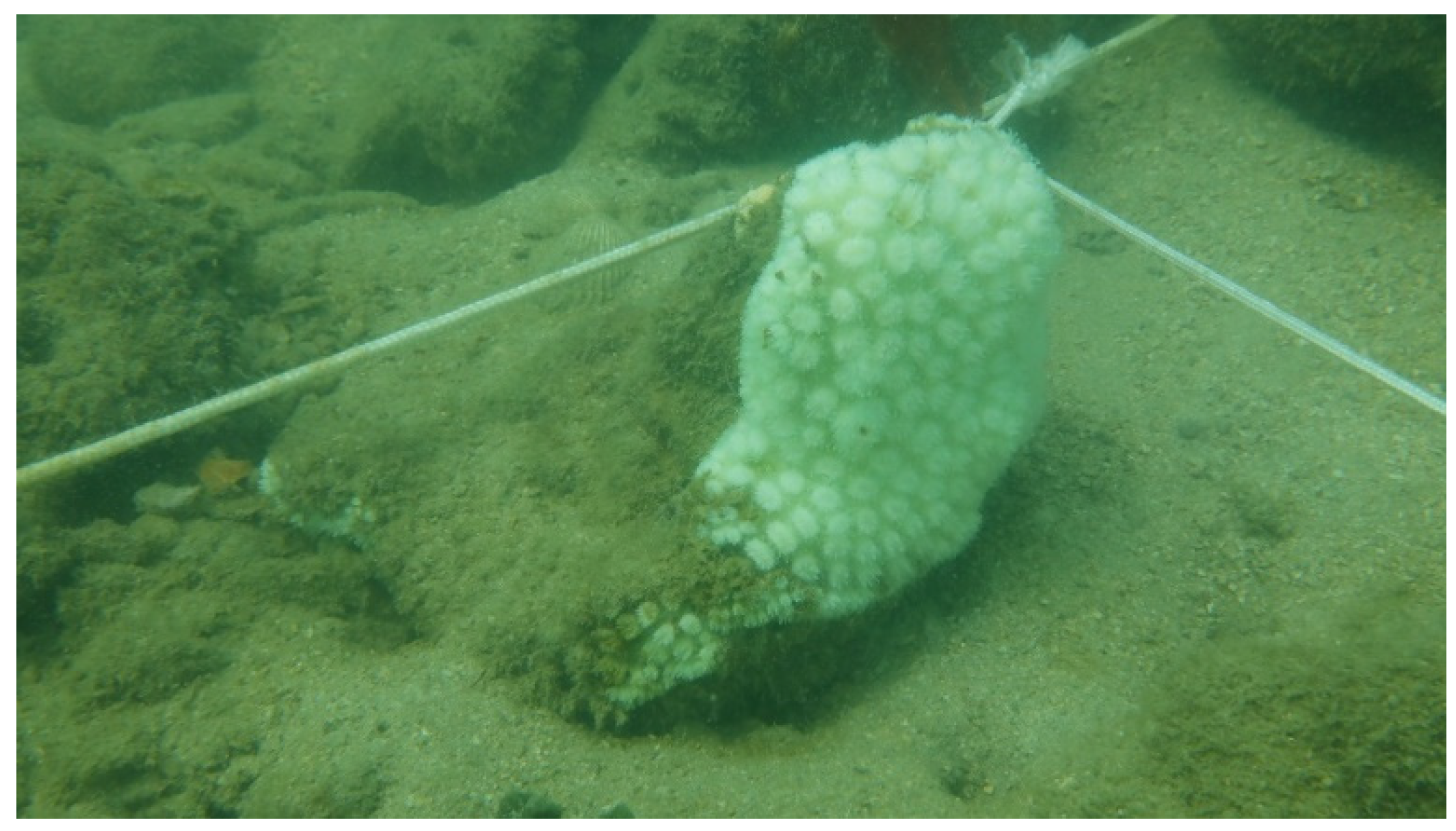 Remotesensing 13 04948 g003