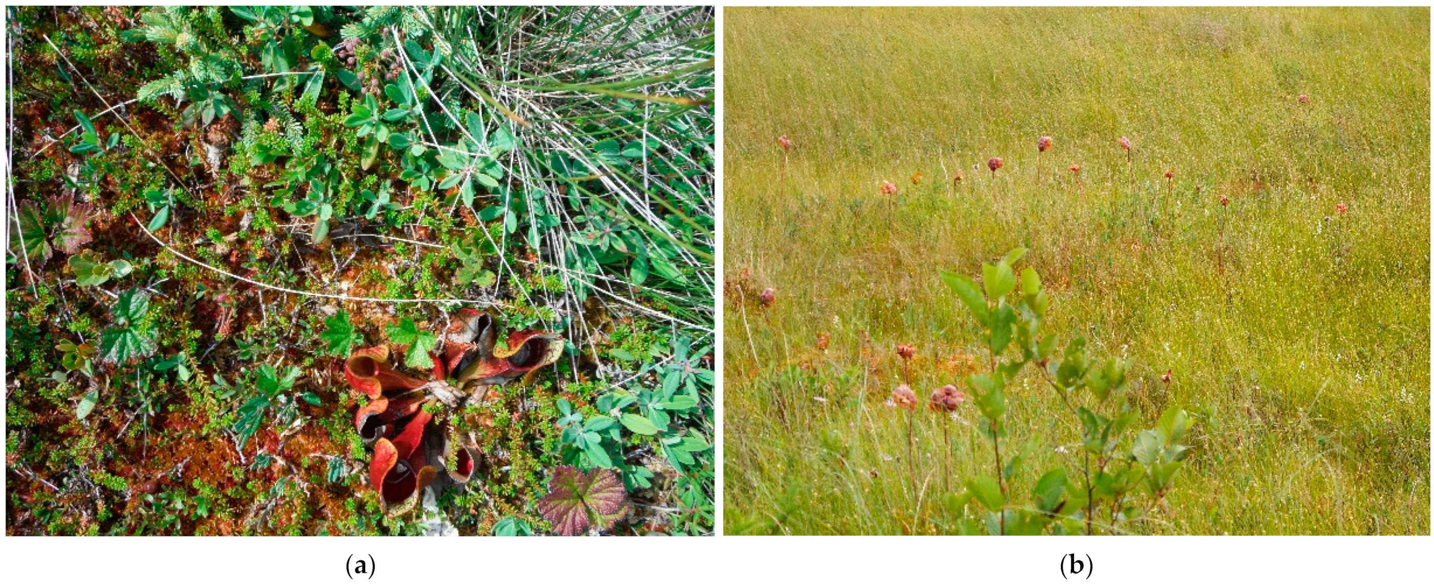 Remotesensing 14 00301 g005a