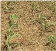 Remotesensing 14 00518 i001 Remotesensing 14 00518 i001