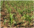 Remotesensing 14 00518 i002 Remotesensing 14 00518 i002